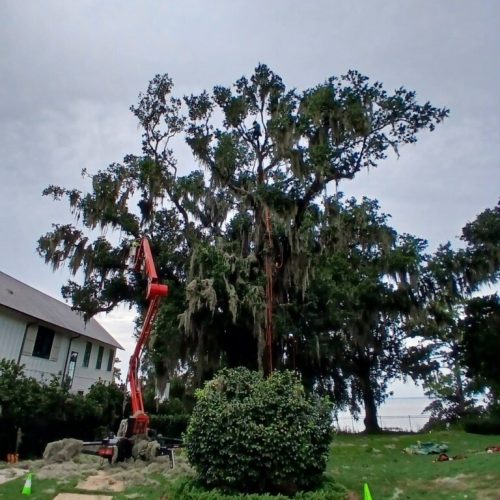 Daphne, AL  - Spanish Moss Removal and Dead wooding