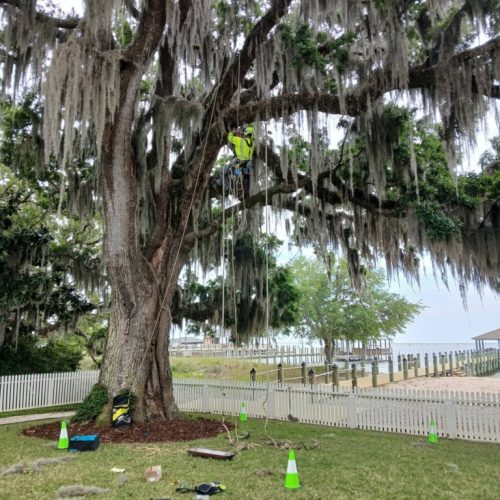 Point Clear, AL - installing a swing in a live oak