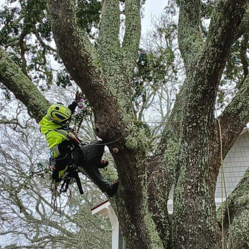 Point Clear & Fairhope, AL - aerial inspection of a live oak tree