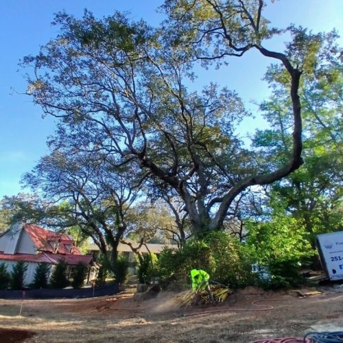 Spanish Fort, AL, - pruning of large girdling root on live oak