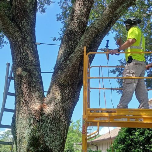 Point Clear, AL - installing supplemental support system in live oak