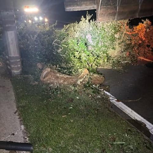 Mobile, AL - Emergency tree jobs