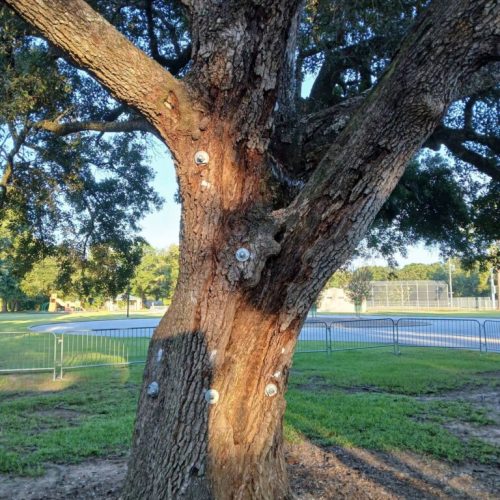 Foley, AL - Tree Support Work at Beulah Heights Park