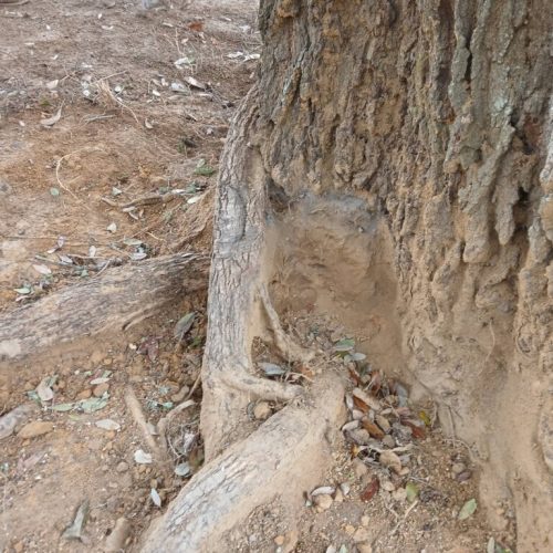 Spanish Fort, AL, - pruning of large girdling root on live oak