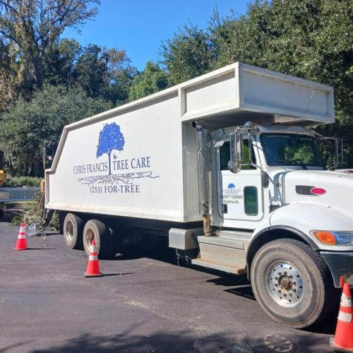 Montrose AL, USA - Pruning Trees