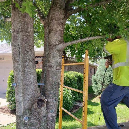 Foley, AL - installing supplemental support in a young tree.