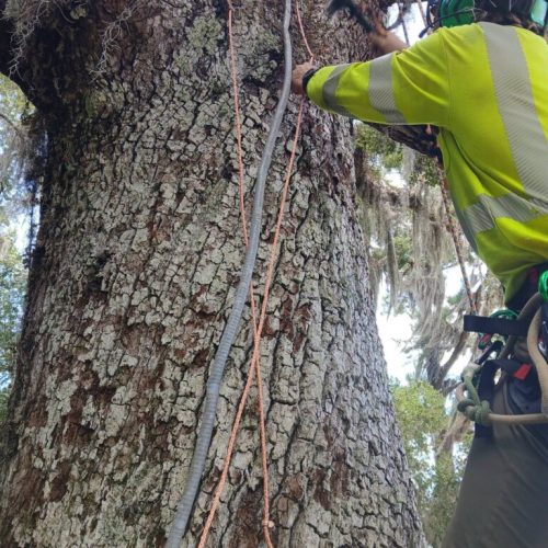 Point Clear, AL -Installing Tree Lightning Protection & Swing  (In Progress)