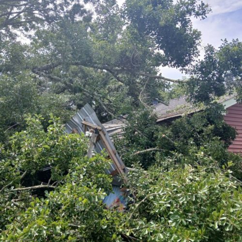 Theodore, AL - Emergency Tree Removal Due to Bark Inclusion