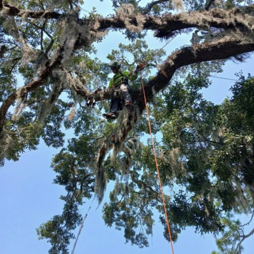 Point Clear, AL - Tree Downlighting Installation