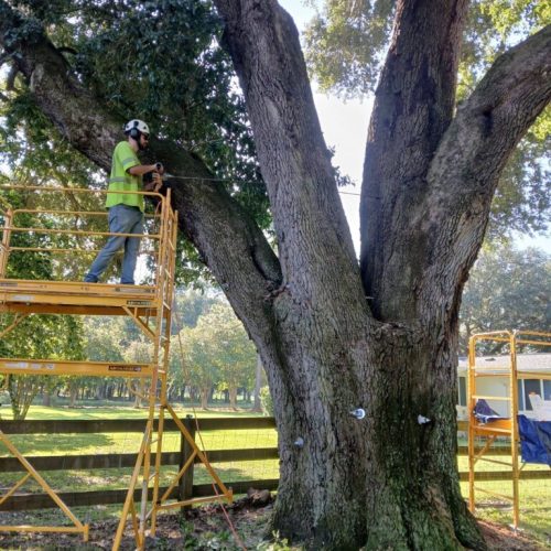 Silverhill, AL - Tree Support Installation with 11 support rods to improve the tree’s structural stability Day 2