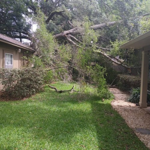 Fairhope, AL - emergency job - tree failed due to internal decay