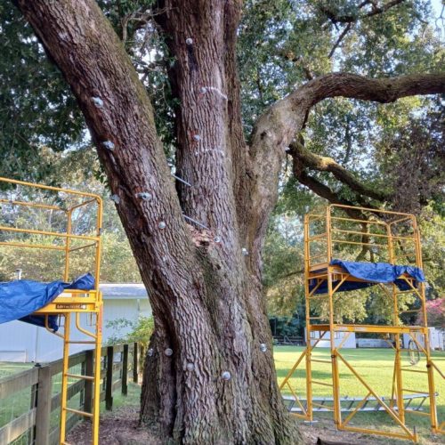 Silverhill, AL -Tree Support Installation Day 3