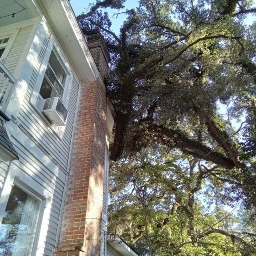 1125 Church Street, Mobile, AL - emergency job - live oak failed due to internal fungal decay