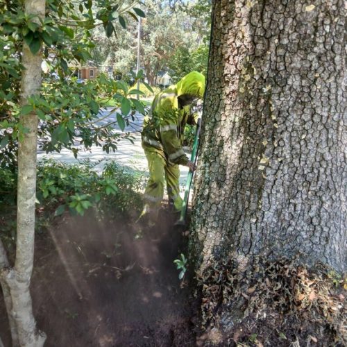 Fairhope, AL-  Air Excavation to Expose and Inspect Trunk Flares