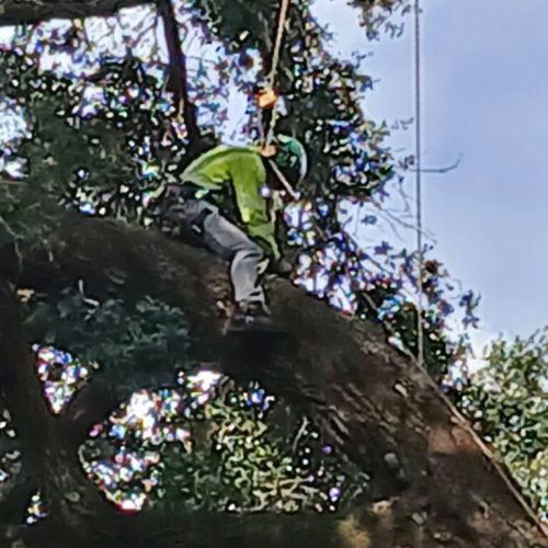 Silverhill, AL -Reduction and Deadwood Pruning