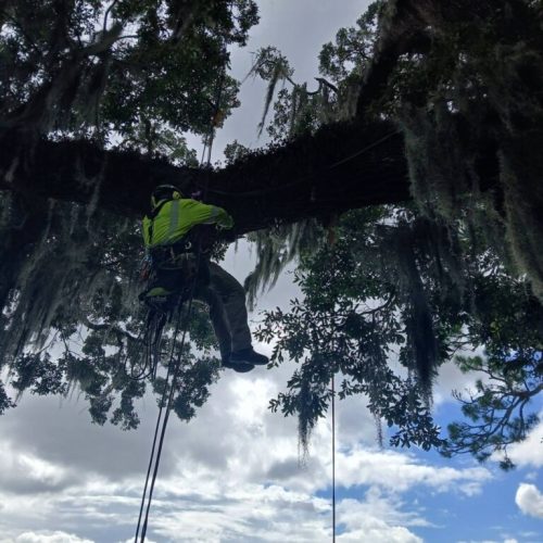 Point Clear, AL -Installing Tree Lightning Protection & Swing  (In Progress)