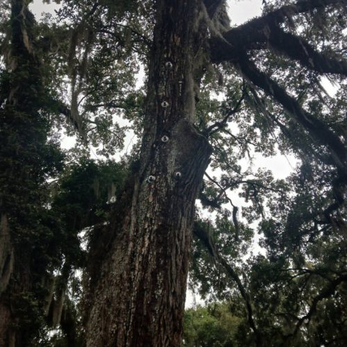 Olde Towne Daphne, AL - Supplemental Support System Installed on Live Oak
