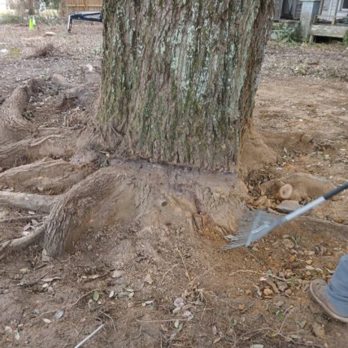 Spanish Fort, AL, - pruning of large girdling root on live oak