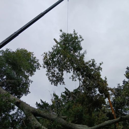 Fairhope, AL - emergency tree - failed due to high winds and poor structure