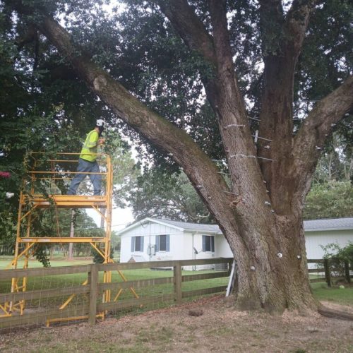 Silverhill, AL - Tree Preservation Project Completed with 22 Support Rods