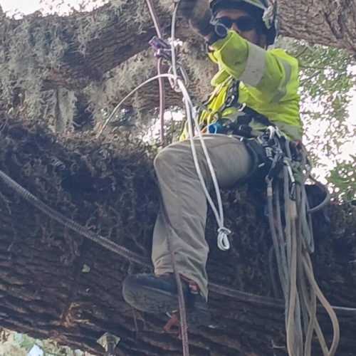 Point Clear, AL -Installing Tree Lightning Protection & Swing  (In Progress)