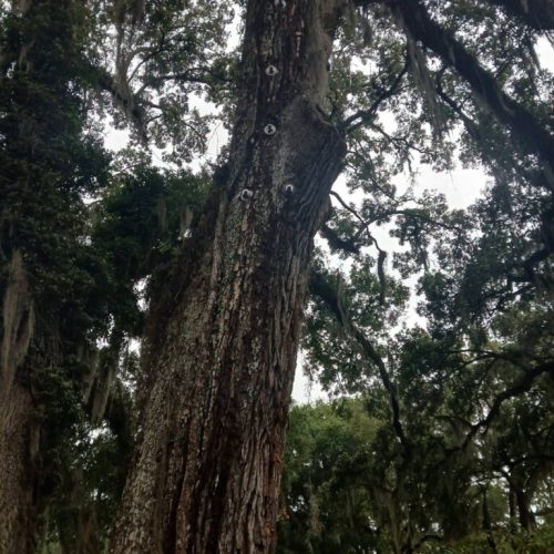 Olde Towne Daphne, AL - Supplemental Support System Installed on Live Oak