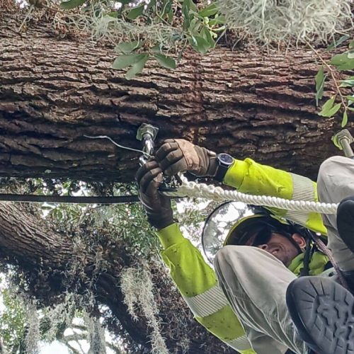 Point Clear, AL -Installing Tree Lightning Protection & Swing  (In Progress)
