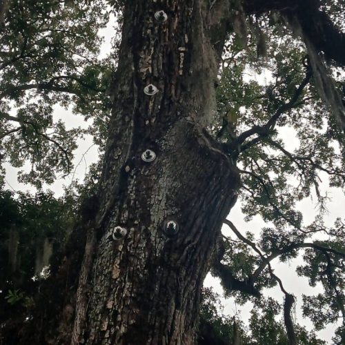 Olde Towne Daphne, AL - Supplemental Support System Installed on Live Oak