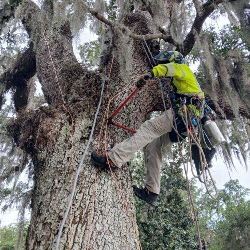 Point Clear, AL -Installing Tree Lightning Protection & Swing  (In Progress)