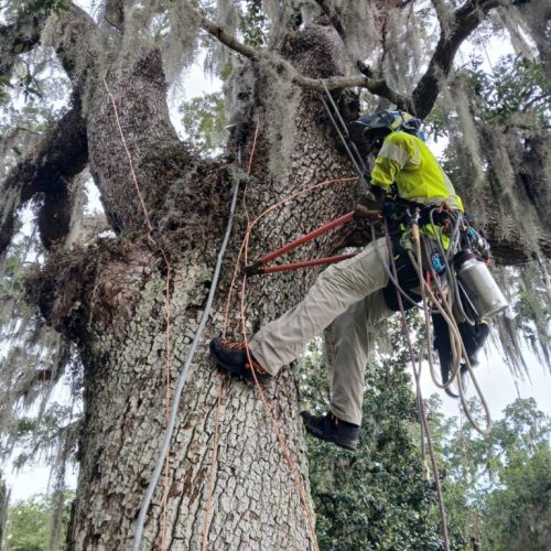 Point Clear, AL -Installing Tree Lightning Protection & Swing  (In Progress)