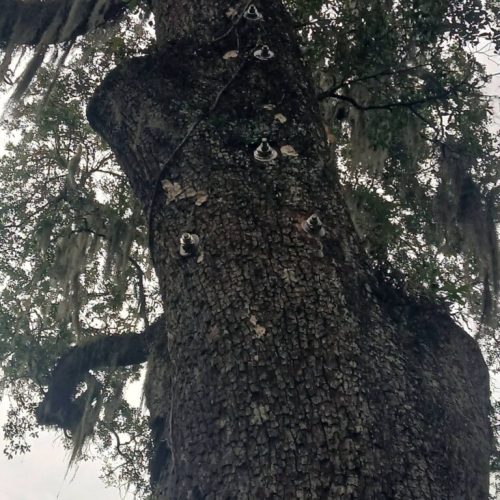 Olde Towne Daphne, AL - Supplemental Support System Installed on Live Oak