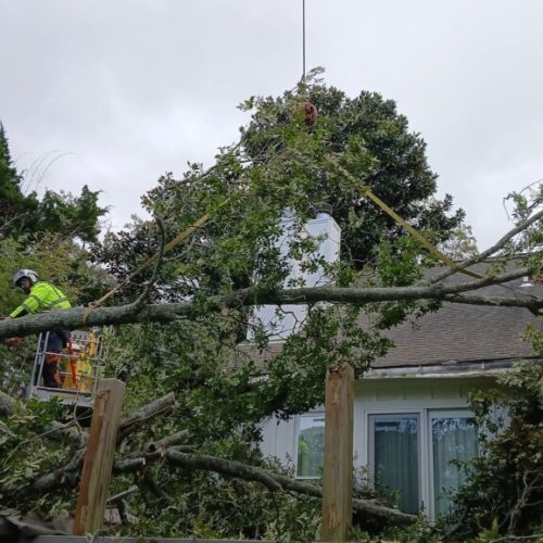 Fairhope, AL - emergency tree - failed due to high winds and poor structure
