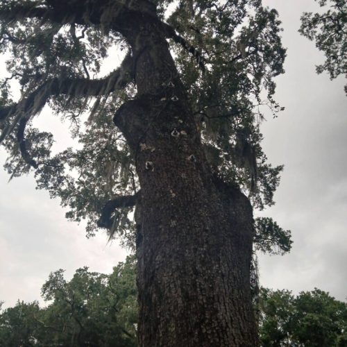 Olde Towne Daphne, AL - Supplemental Support System Installed on Live Oak