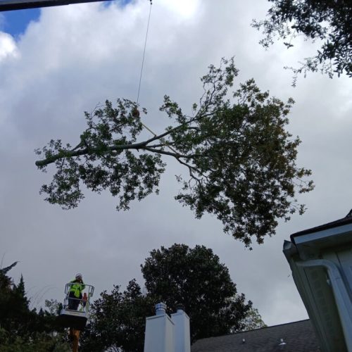 Fairhope, AL - emergency tree - failed due to high winds and poor structure