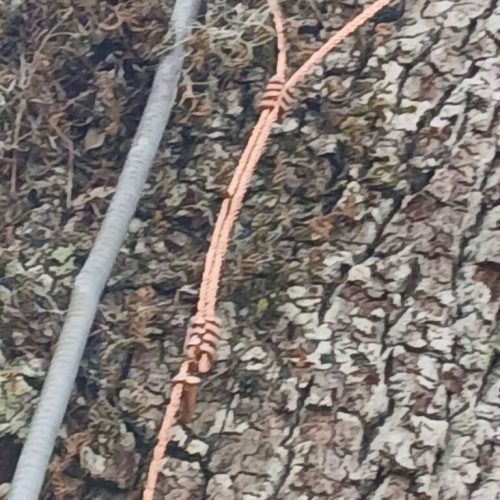 Point Clear, AL -Installing Tree Lightning Protection & Swing  (In Progress)
