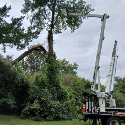 Fairhope, AL - emergency tree - failed due to high winds and poor structure
