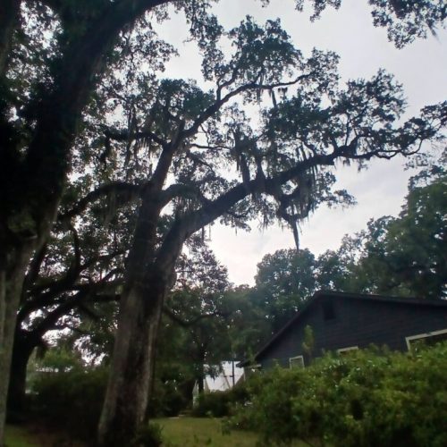 Olde Towne Daphne, AL - Supplemental Support System Installed on Live Oak