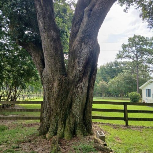 Silverhill, AL - Emergency Tree Support Installation