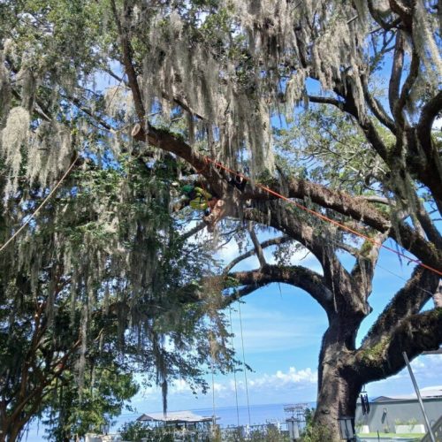 Fairhope, AL - Multiple Tree Climbers Working in the Canopy