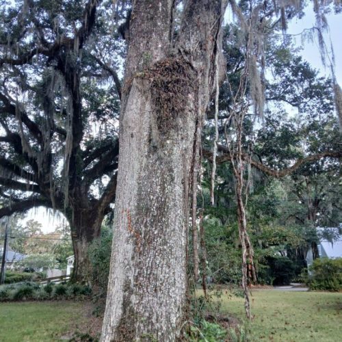 Olde Towne Daphne, AL - Supplemental Support System Installed on Live Oak