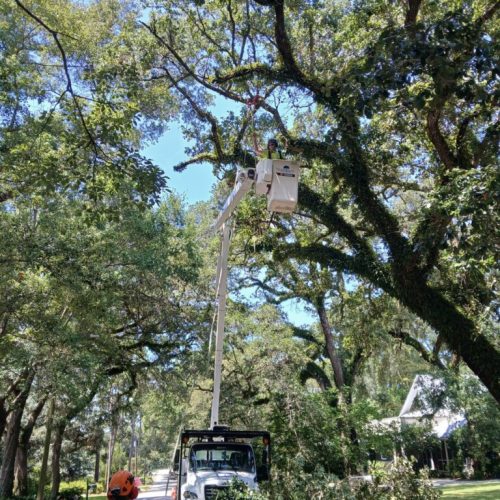Fairhope, AL - Deadwooding, Clearance & Reduction Pruning