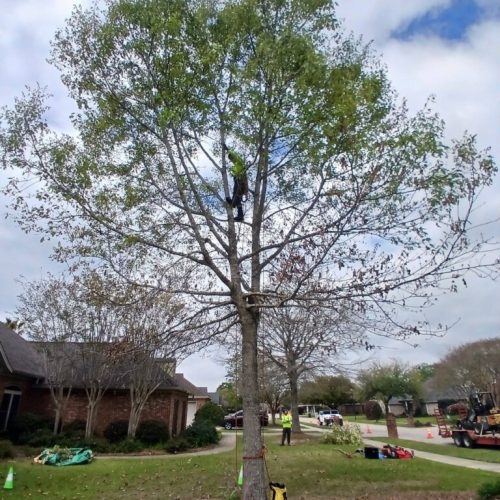 Fairhope, AL - structural pruning on some young trees