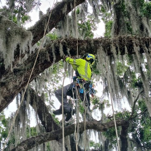 Point Clear, AL - installing a swing in a live oak