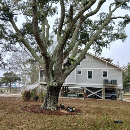 Point Clear & Fairhope, AL - aerial inspection of a live oak tree