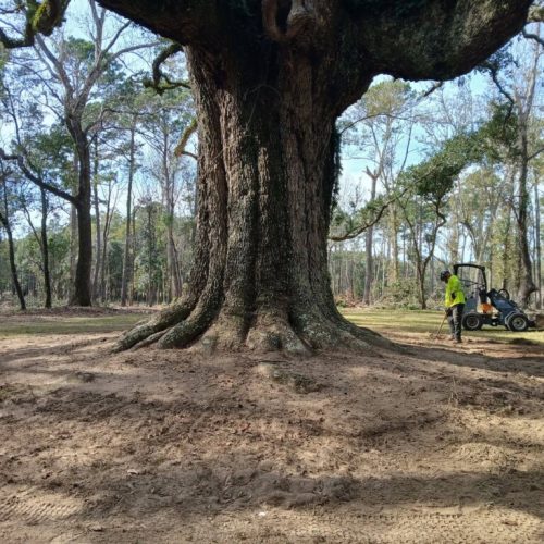 Point Clear, AL - aerating and mulching large live oaks at the Point Clear Club and new golf course