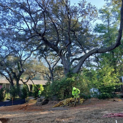 Spanish Fort, AL, - pruning of large girdling root on live oak