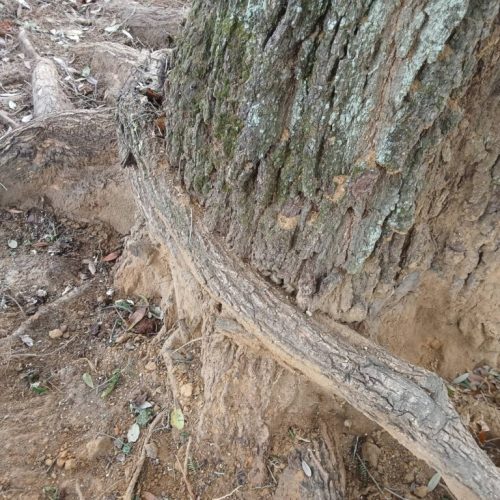 Spanish Fort, AL, - pruning of large girdling root on live oak