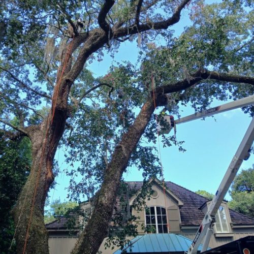 Point Clear, AL -Installing Tree Lightning Protection & Swing  (In Progress)