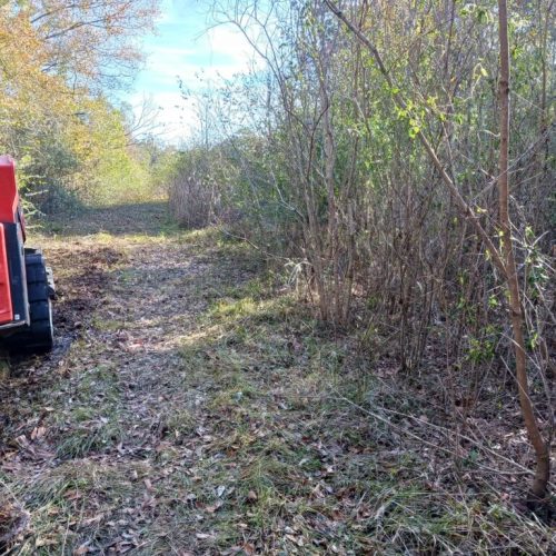 Mobile, AL - brush cutting underbrush