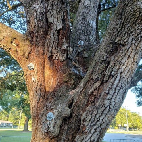Foley, AL - Tree Support Work at Beulah Heights Park
